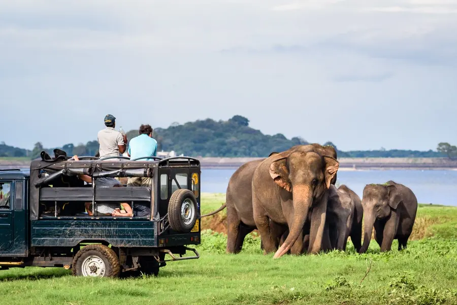 Gamedrive met olifanten in Yala National Park, Sri Lanka